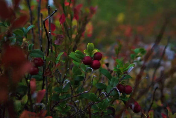 Red Berries Forrest — Stock Photo, Image