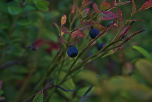 Berries on a bush — Stock Photo, Image