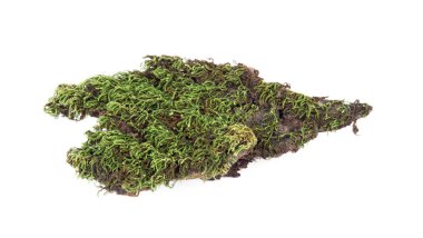 Yeşil yosun beyaz arka plan üzerinde izole orman.