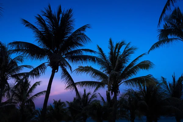 Silhouette Palmen Der Abenddämmerung — Stockfoto