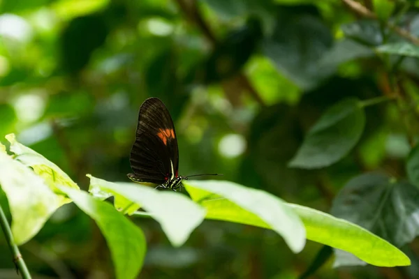 Güzel Kelebek Yeşil Doğadaki Böcek Çiçekli Arka Plan Doğal Ortamda — Stok fotoğraf