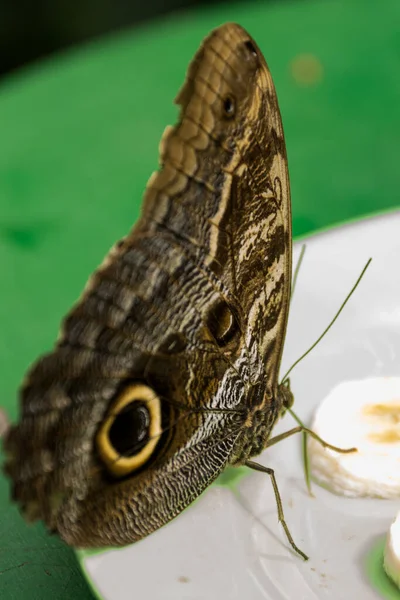 Schöne Schmetterling Insekt Auf Grünem Natur Floralen Hintergrund Fotografiert Natürlicher — Stockfoto