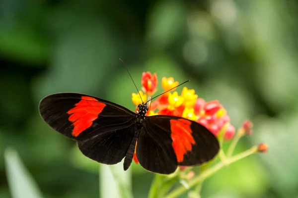 Güzel Kelebek Yeşil Doğadaki Böcek Çiçekli Arka Plan Doğal Ortamda — Stok fotoğraf