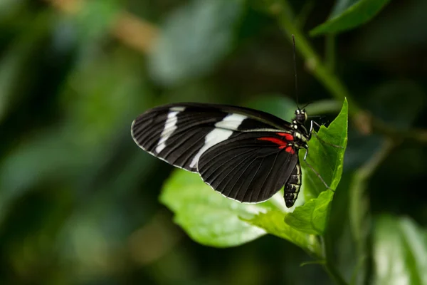 Mooie Hommel Insect Groene Natuur Bloemenachtergrond Gefotografeerd Natuurlijke Omgeving Buiten — Stockfoto