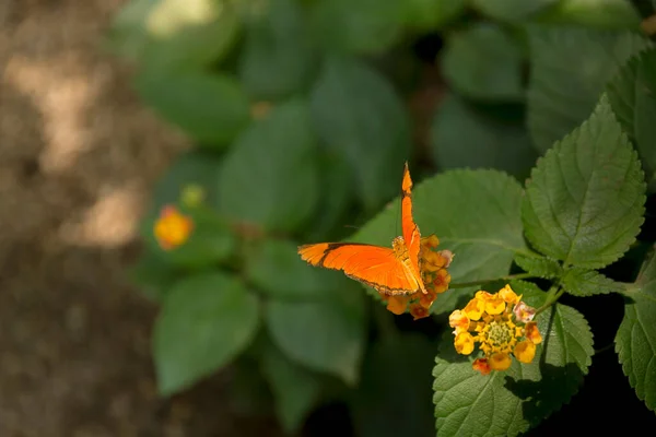 Beau Papillon Insecte Sur Fond Nature Florale Verte Photographié Dans — Photo