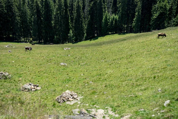 Корови Долині Горах Рарау Буковина Румунія Літня Дада — стокове фото