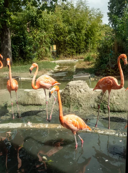 Фламинго Наслаждаются Своей Естественной Средой Солнечным Летом — стоковое фото