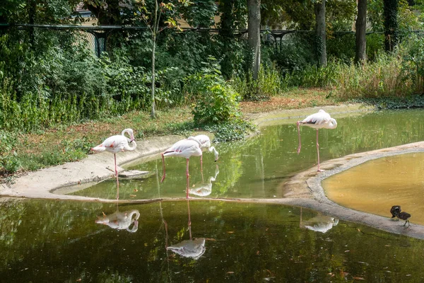 Фламинго Наслаждаются Своей Естественной Средой Солнечным Летом — стоковое фото