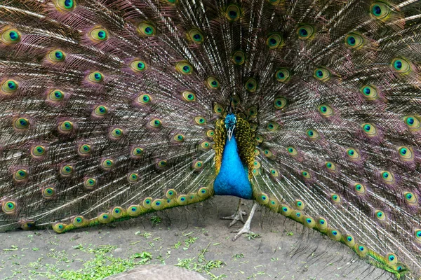 Pendekatan Burung Merak Jantan Menunjukkan Bulu Yang Indah Luar Ruangan — Stok Foto