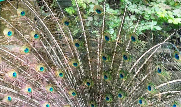 Closeup Male Peacock Showing Its Beautiful Feathers Outdoors — Stock Photo, Image