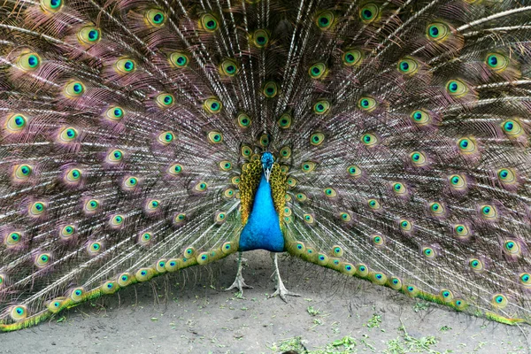 Closeup Male Peacock Showing Its Beautiful Feathers Outdoors — Stock Photo, Image