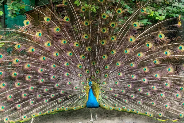 Pendekatan Burung Merak Jantan Menunjukkan Bulu Yang Indah Luar Ruangan — Stok Foto