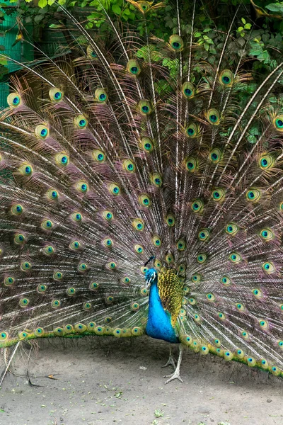 Pendekatan Burung Merak Jantan Menunjukkan Bulu Yang Indah Luar Ruangan — Stok Foto
