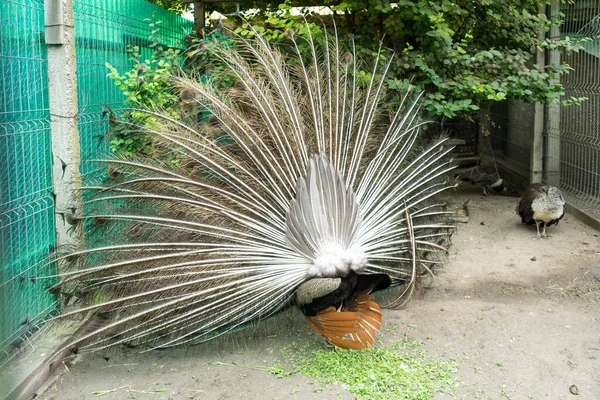 Closeup Male Peacock Showing Its Beautiful Feathers Outdoors — Stock Photo, Image