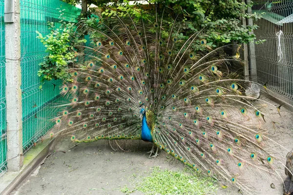 Closeup Male Peacock Showing Its Beautiful Feathers Outdoors — Stock Photo, Image
