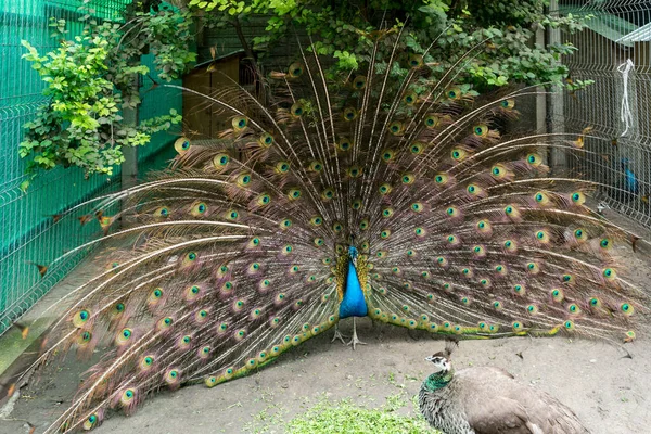 아름다운 깃털을 자랑하는 옥외에서 — 스톡 사진