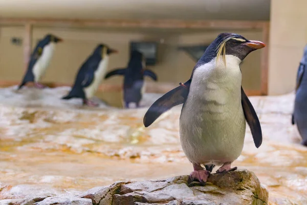 Cute Humboldt Penguins Spheniscus Humboldt Enjoying Themselves Natural Environment Sunny — Stock Photo, Image