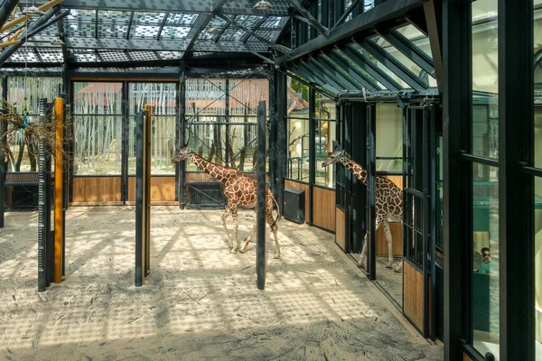 Prachtige Giraffen Met Bomen Achtergrond Voedertijd Bij — Stockfoto