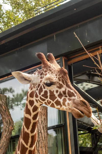 Girafas Lindas Com Árvores Fundo Tempo Alimentação — Fotografia de Stock