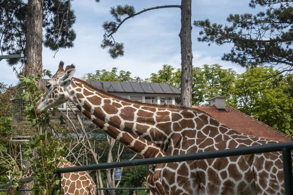 Girafas Lindas Com Árvores Fundo Tempo Alimentação — Fotografia de Stock