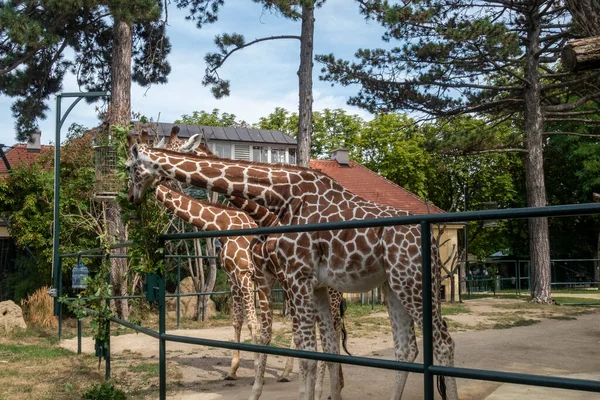 Prachtige Giraffen Met Bomen Achtergrond Voedertijd Bij — Stockfoto