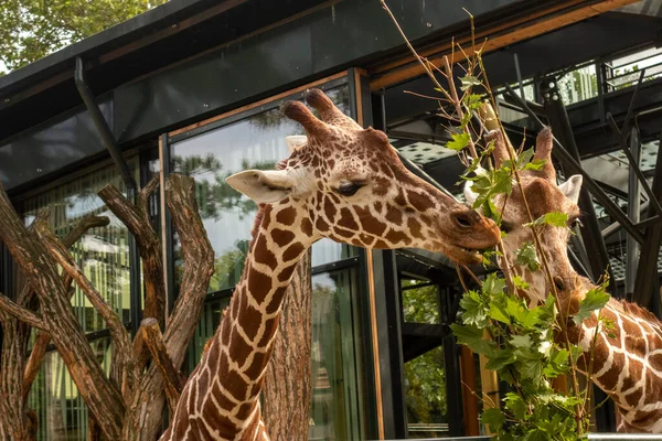 Prachtige Giraffen Met Bomen Achtergrond Voedertijd Bij — Stockfoto