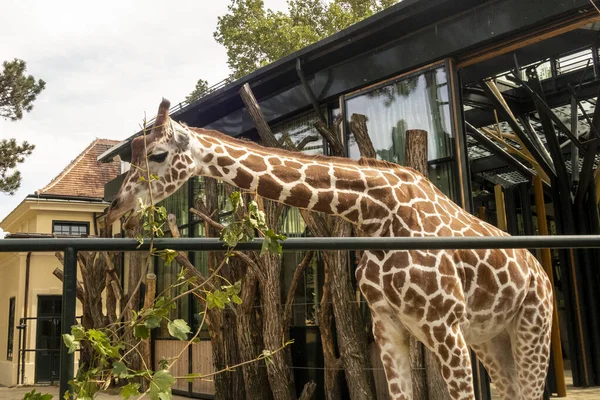 Prächtige Giraffen Mit Bäumen Hintergrund Fütterungszeit Mindestens — Stockfoto