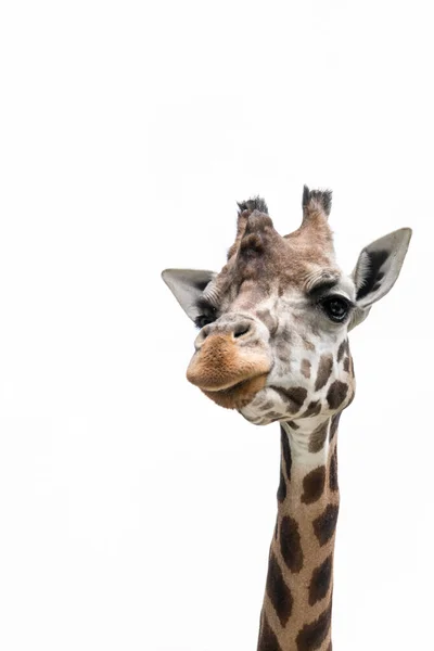 Prächtige Giraffen Mit Bäumen Hintergrund Fütterungszeit Mindestens — Stockfoto