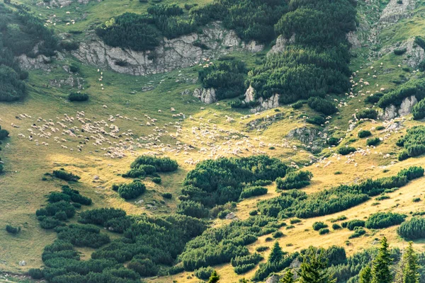 Manada Ovelhas Nas Montanhas Bela Paisagem Montanha Dia Primavera — Fotografia de Stock