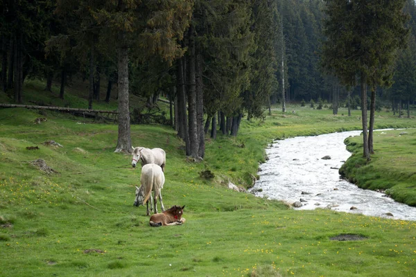 Bucegi Dağlarının Nehir Kıyısında Çimenlerde Oturan Taylı Atlar Bucegi Ulusal — Stok fotoğraf