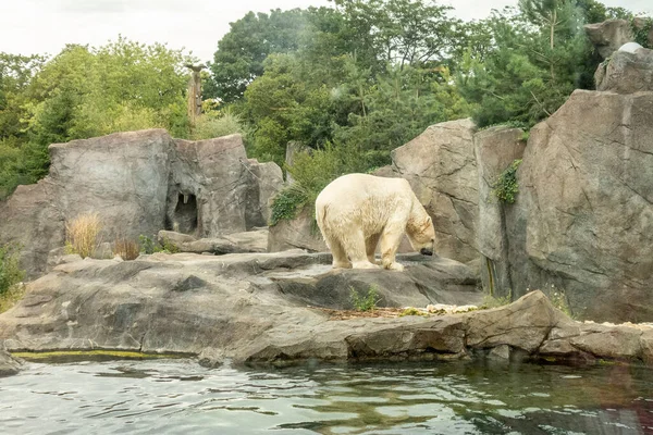 Gran Oso Polar Disfrutando Baño Zoológico Soleado — Foto de Stock