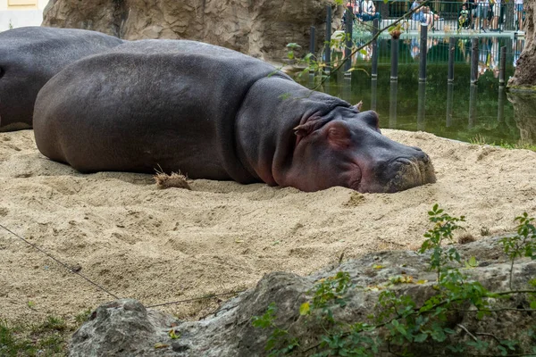 Hipopótamo Perezoso Disfrutando Una Siesta Día Soleado Verano — Foto de Stock