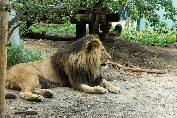 León Descansando Disfrutando Día Soleado Zoo Viena Austri — Foto de Stock