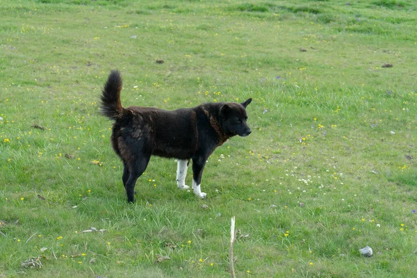 Chien Montagne Dans Les Montagnes Bucegi Parc National Bucegi Roumanie — Photo