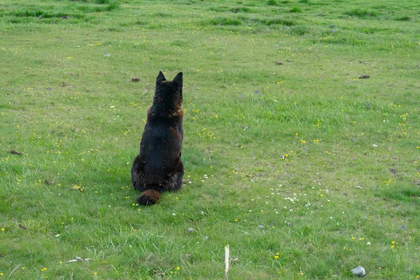 Гірський Собака Горах Бучегі Національний Парк Бучегі Румунія Осінній День — стокове фото
