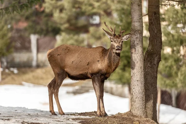 Peaceful deer resting under a tree in winter time, cold winter da