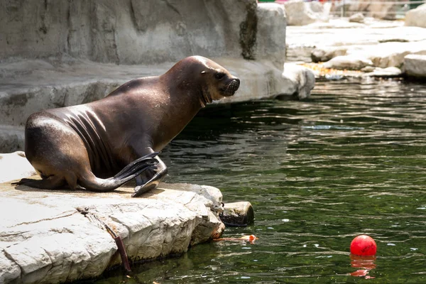 Seal playing with a red ball and enjoying a sunny day at Zoo,  Vienna,  Austria; outdoor