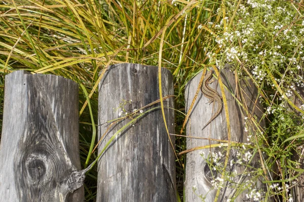 Kleiner Eidechse Sonnt Sich Auf Einer Holzbrücke Aus Baumstämmen — Stockfoto