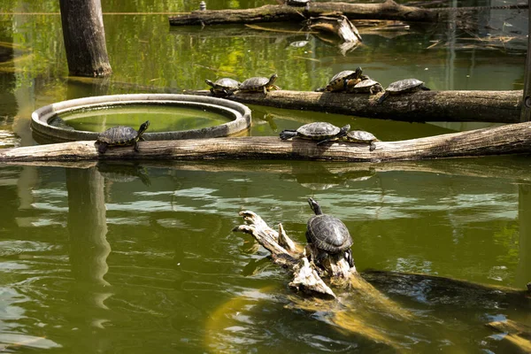 Water turtles on pieces of wood in the middle of pond,  sunny summer da