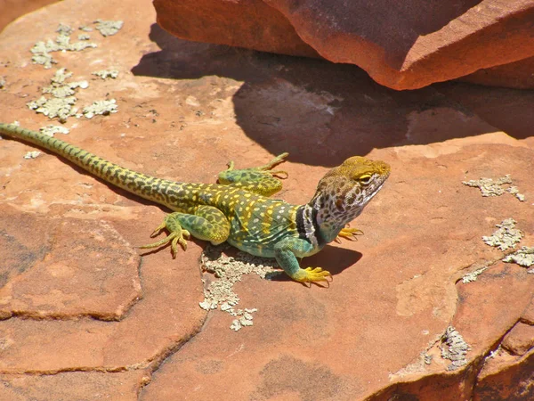A yellow and green Collared Lizard on the Red Rocks of Doe Mountain in Sedona, Arizona
