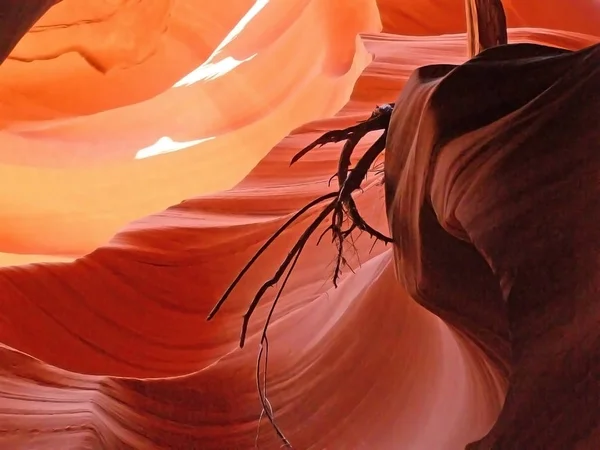 Branche Abstraite Sur Les Rochers Antelope Canyon Près Page Arizona — Photo