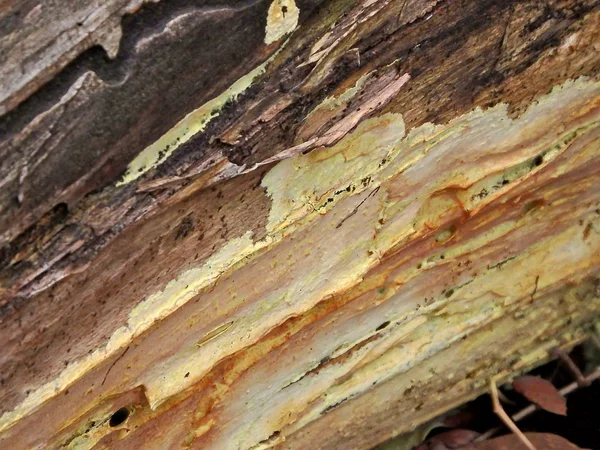 Écorce Arbre Naturelle Abstraite Sur Mont Lemmon Est Tucson Arizona — Photo