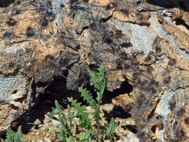 Bir ölü ve çürüyen saguaro kaktüsü güvercin Mountain Tucson, Arizona kuzeyinde Astract görüntü.