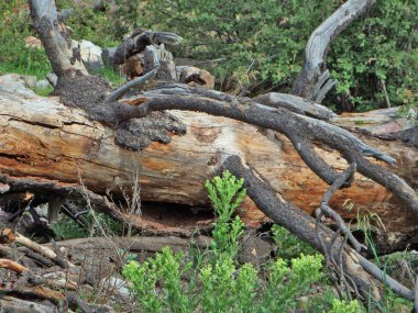 Mount Lemmon Tucson, Arizona doğusunda ölü ağaç soyut resim.