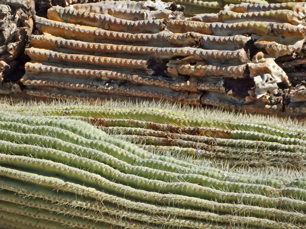 Imagen Astracta Cactus Saguaro Muerto Descomposición Dove Mountain Norte Tucson — Foto de Stock