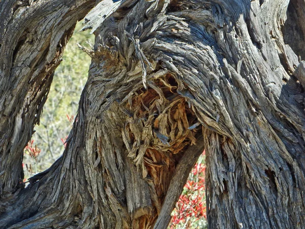 Imagem Abstrata Uma Árvore Morta Monte Lemmon Leste Tucson Arizona — Fotografia de Stock