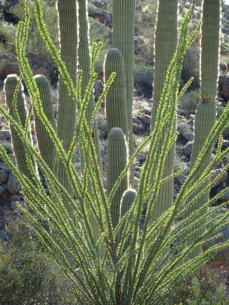 Imagen Abstracta Ramas Ocotillo Verde Sobre Fondo Cactus Saguaro Cerca — Foto de Stock