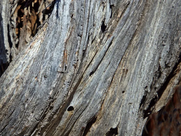 Imagem Abstrata Uma Árvore Morta Monte Lemmon Leste Tucson Arizona — Fotografia de Stock