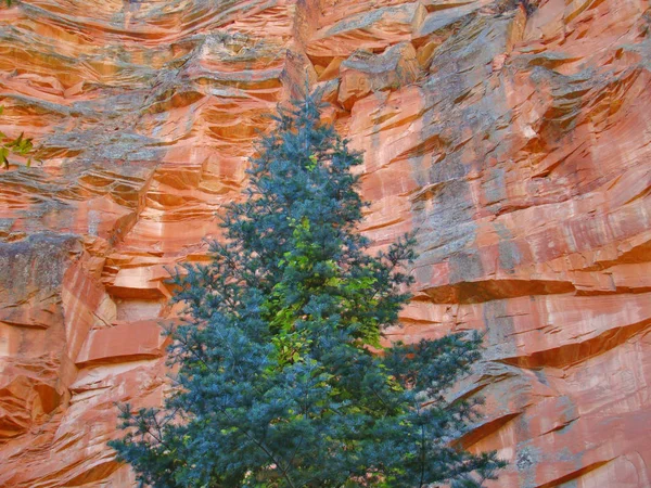 Image Abstraite Naturelle Épinette Bleue Contre Une Falaise Rocheuse Rouge — Photo