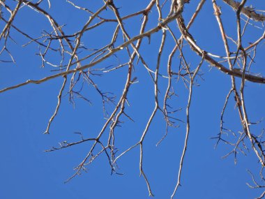 Doğal ağaç dalları Phoenix, Arizona doğusunda dört doruklarına izinde özetini.